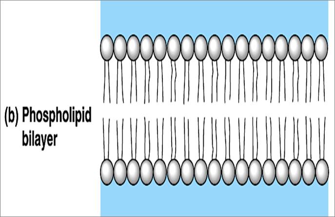 Phospholipids are very important in cells as they form much of the cell membrane. The Heads of phospholipids are polar and are said to be water loving.