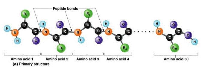 The first, or primary structure as it is called, is simply a straight. Note the that bind these amino acids together.