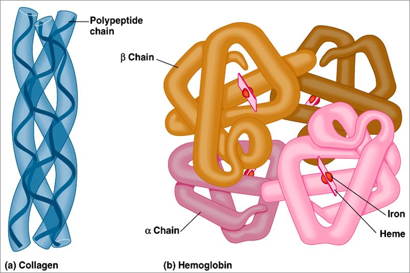 other. is a well-known protein that is actually made up of the association of four 3 dimensional shapes around a central heme (iron containing) component.