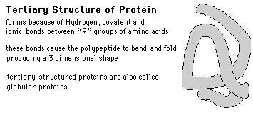 Primary Structure of Protein Straight chain of many amino acids forming a polypeptide Proteins do not usually exist in this state for long because of polar and Hydrogen bonds that form between amino