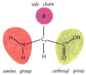 PROTEINS AMINO ACID The monomer of proteins.