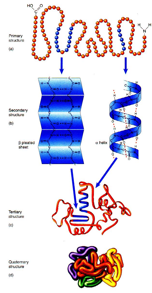 Pg. 44 PROTEIN STRUCTURE PRIMARY STRUCTURE Order of amino acids in a polypeptide. SECONDARY STRUCTURE Coils and folds in polypeptide due to hydrogen bonds (ie.