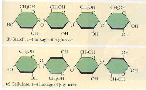 CARBOHYDRATES: POLYSACCHARIDES STARCH Chain of glucose subunits. Storage form of glucose in plants. CELLULOSE Chain of alternating glucose subunits, up and down. Part of cell wall in plants.