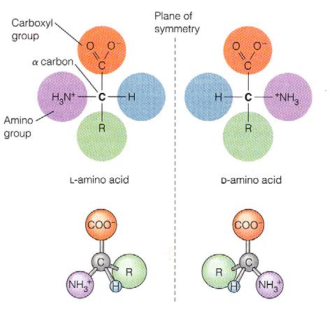 coordinate; hormones, growth factors, gene activators Facilitate transport through membranes; what enters, what leaves 2 PRTEINS are consist of one or more