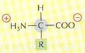 Monomers: 20 Lamino L acids are used to synthesize proteins Amino acids differ by
