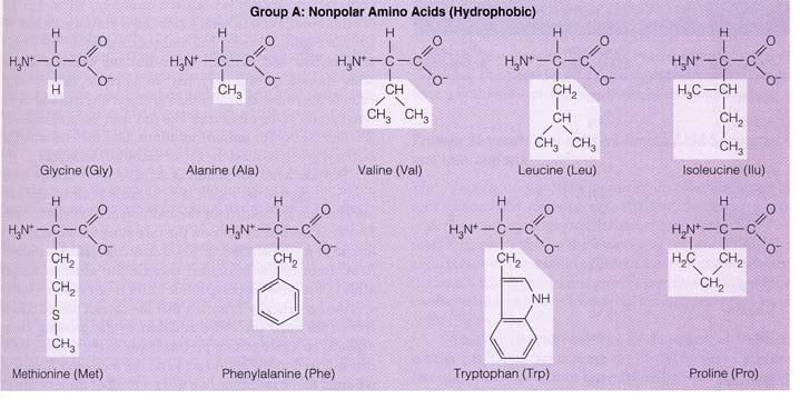 Energizer 6 Amino acids with nonpolar Rgroups (hydrophobic) Isoleucine (Ile) Amino