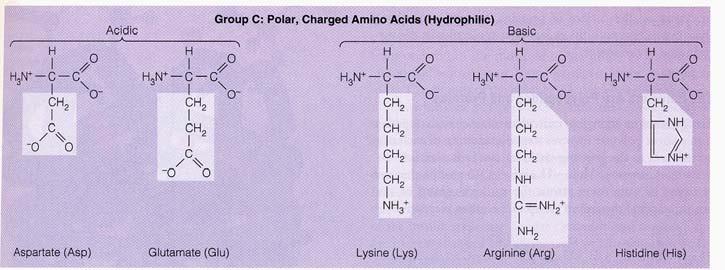 mino acids with charged R groups hydrophilic): acidic basic The amino and acid groups couple the monomers together R 1 R 2 R 3 spartate (Asp) Aspartic acid acidic side chains () charged at p 7
