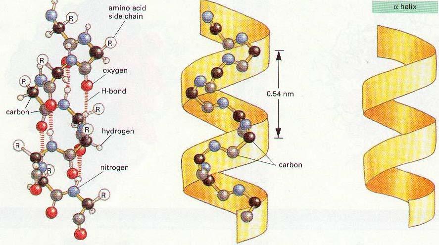 lypeptide Chain Polypeptide Chain YDRGEN BNDING PLAR PLAR 17 4 common types of secondary s: α helix β sheet