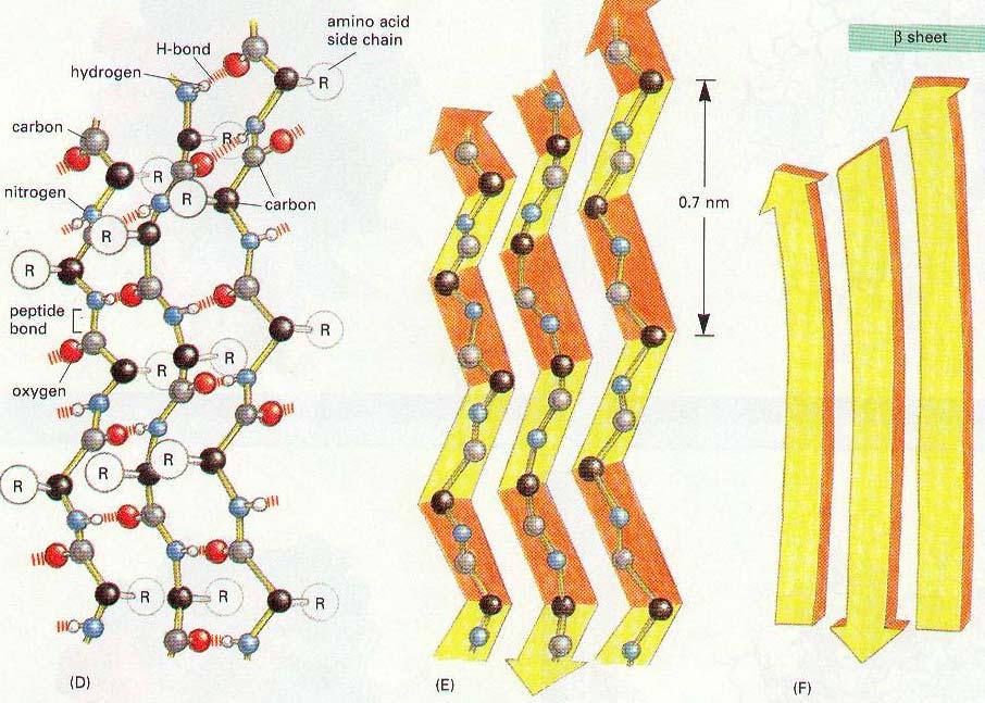 β sheet The polypeptide backbone hydrogen bonds to backbone on adjacent polypeptide (segment) to form a sheet 21 22 Both Alpha helix and