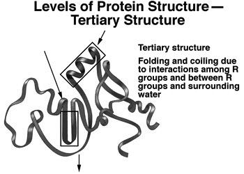Protein Structure orrect