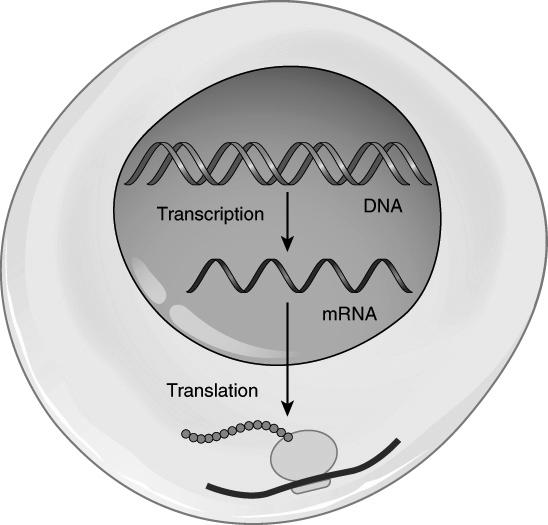 Nucleic cids v he flow of information is thus from DN to RN first: this is called transcription v protein is then manufactured off this RN information : this is called the translation process.