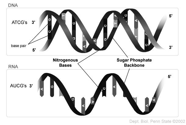 Nucleic cids: RN v While DN is a double stranded helix (double helix), RN is usually single stranded v RN also has a different sugar compared to DN : DN has a deoxy-ribose sugar, RN has a ribose