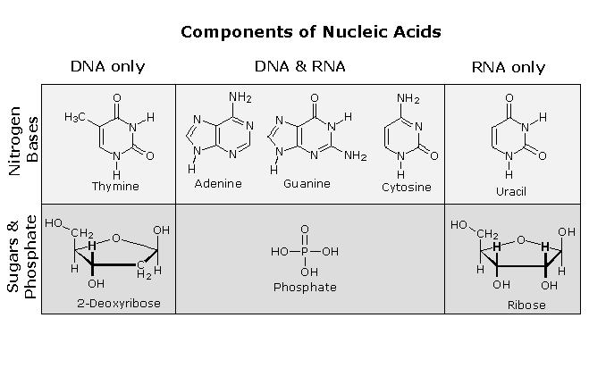 Nucleic cids: RN While DN has deoxyribose