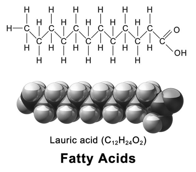 Example of a fatty cid Saturated vs Unsaturated Fatty cids v Some fatty acid will have the maximum number of hydrogens on their carbons ( thus no double bonds between carbon atoms) v hose are