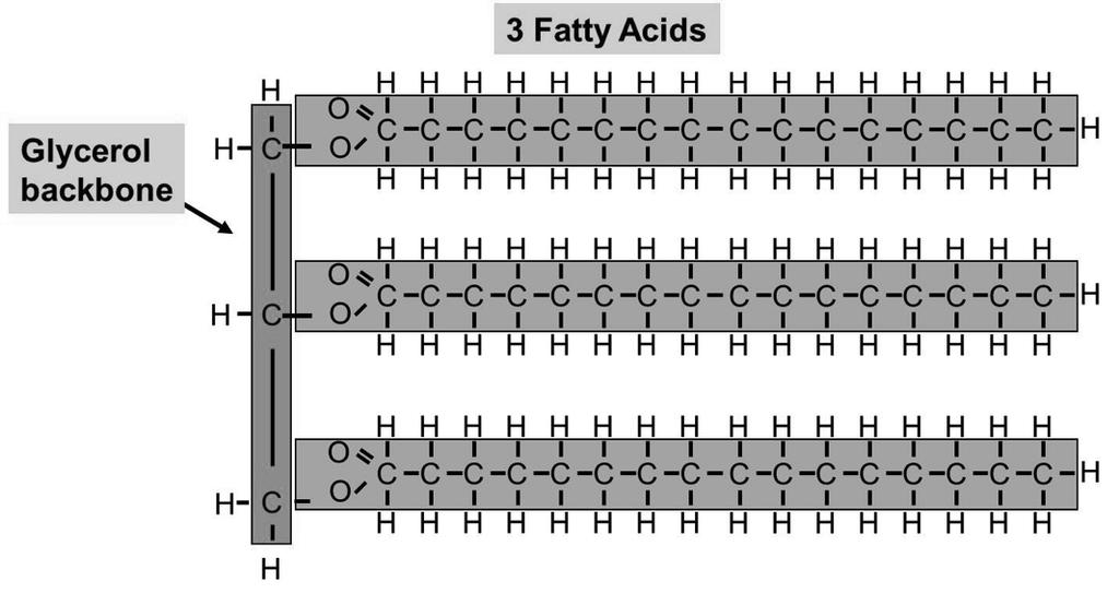 riglycerides Dehydration synthesis linking one fatty acid