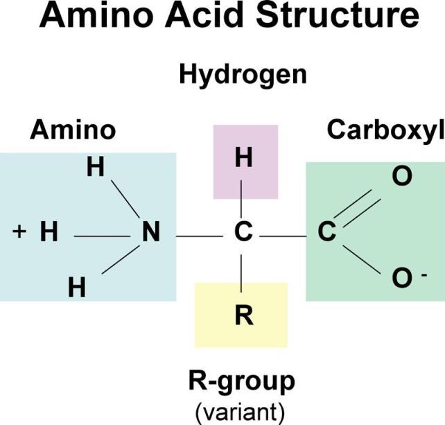 Structure of proteins The building blocks of proteins are amino acids.