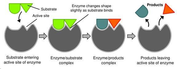Enzyme Reaction Steps 1. An enzyme and a SUBSTRATE are in the same area. 2. The enzyme grabs onto the substrate with a special area called the ACTIVE SITE. 1. Area on the enzyme where the shape matches that of the substrate 2.