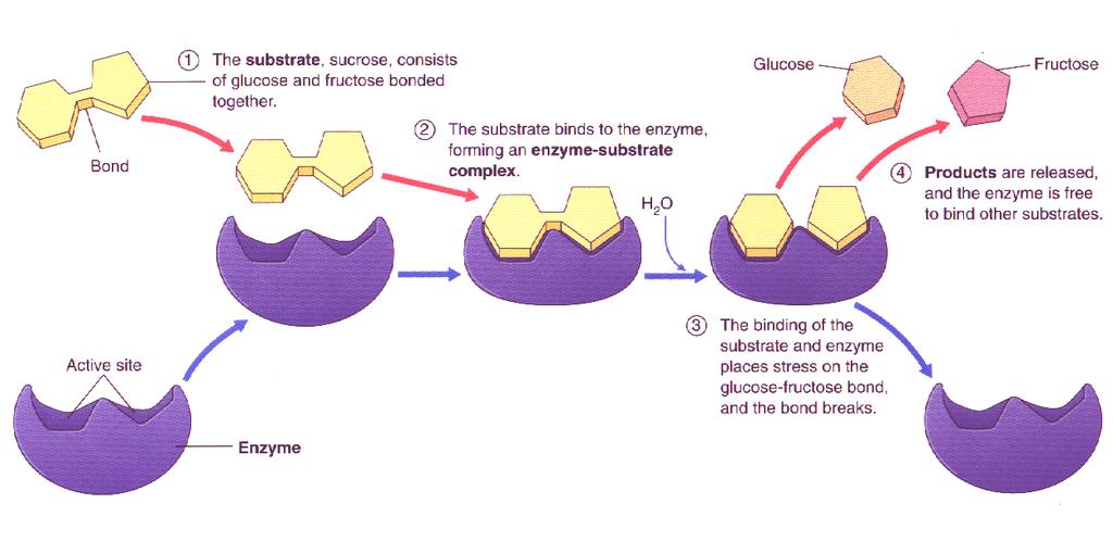 Enzyme Breakdown Example Sucrose is a sweetener found in many candies. Carbohydrate disaccharide made up of glucose and fructose.
