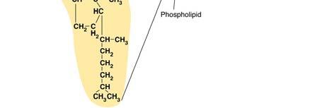 Bond to a hydrogen atom, an amino group - NH 2, an acidic group
