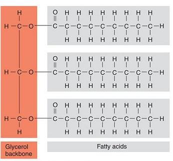 1) Triglycerides (fats and oils) Glycerol (3C alcohol) + fatty acids