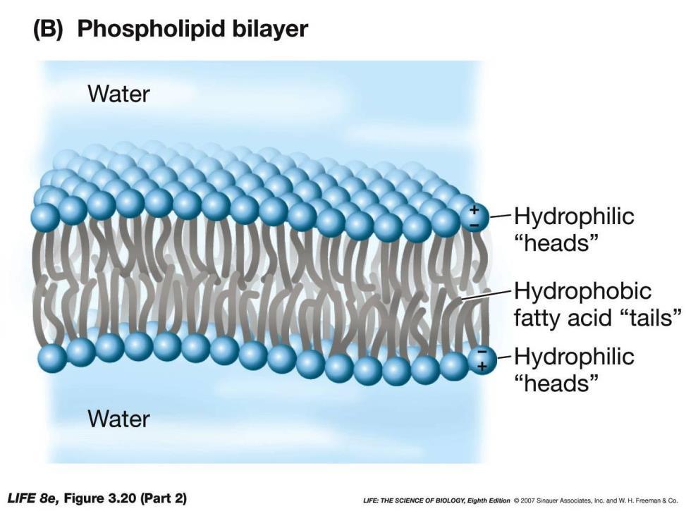 Tend to form two layers (bilayer) Polar heads associated with other polar