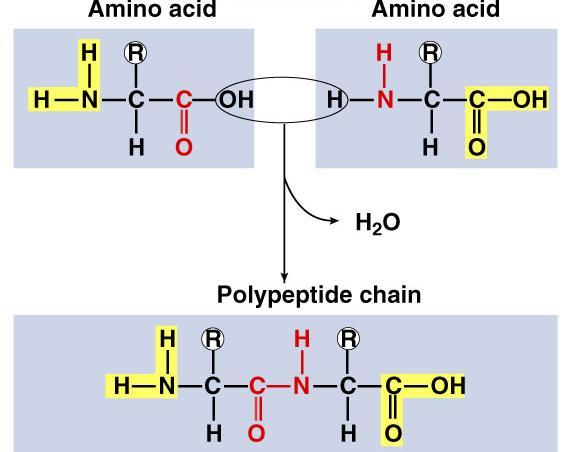 Proteins Monomer: Amino acids Amino and acid functional group 20 different amino acids H2O Polymers: a)peptides- 2+ amino