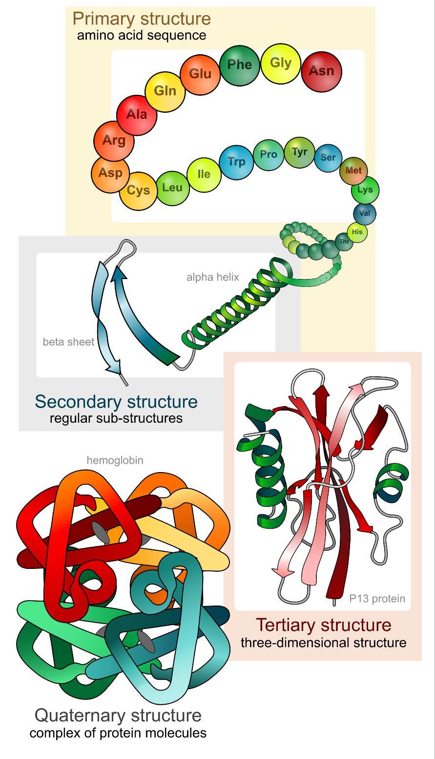 Shapes of Proteins Primary Sequence of amino acids Determine by DNA Sickle cell anemia Secondary Coil or folding of protein caused by the position of hydrogen bonds α helix (coil): bond between every