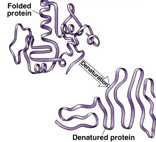 Protein denaturation Unfolding a protein conditions that disrupt H