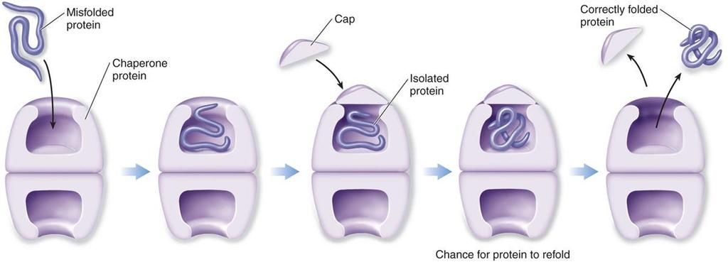 improperly fold proteins resulting in a non-functional protein Possible