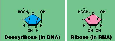 DNA phosphate Nitrogen