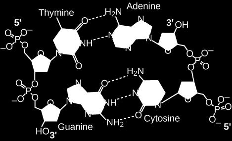 (double ring) Adenine and