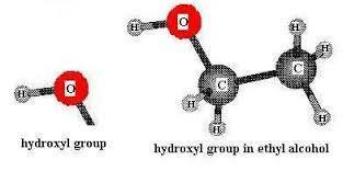 Function Groups Carbon chain = skeleton of backbone Diversity of organic molecules