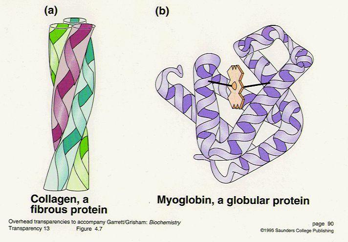 Protein Structure Protein types include globular proteins which are usually enzymes and