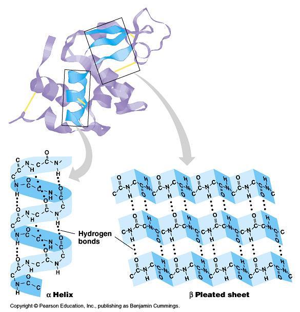 Secondary (2 ) structure Local folding folding along short sections of polypeptide interactions between