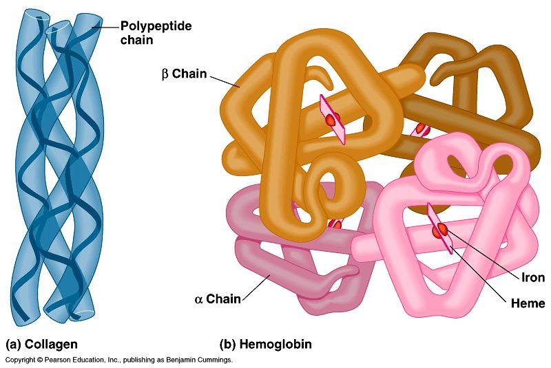 functional protein ph, changes or heat can disrupth bonds