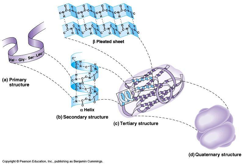Protein structure (review) R groups hydrophobic interactions disulfide bridges (H3& ionic bonds) 1 amino