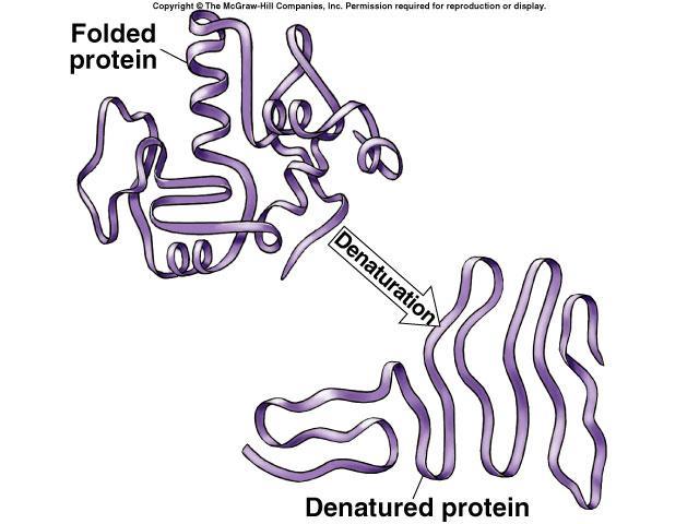 Protein denaturation Unfolding a protein conditions that disrupt H bonds, ionic bonds, disulfide bridges temperature ph salinity alter 2 & 3 structure alter 3-D shape destroys functionality