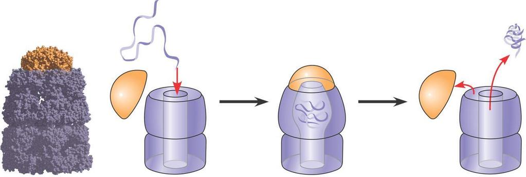 Chaperonins Are protein molecules that assist in the proper folding of other proteins Polypeptide Cap Correctly folded protein Hollow cylinder Chaperonin (fully assembled) Figure 5.
