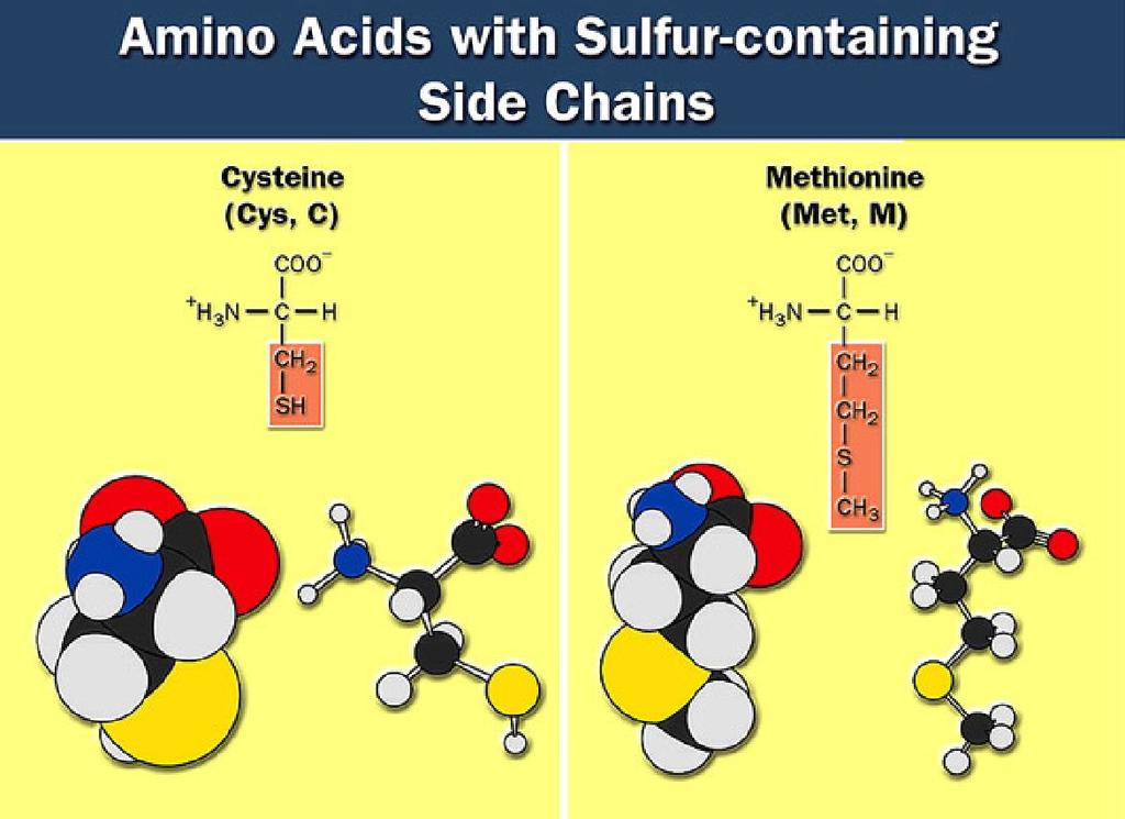 Sulfur containing amino acids Form disulfide bridges S-S covalent