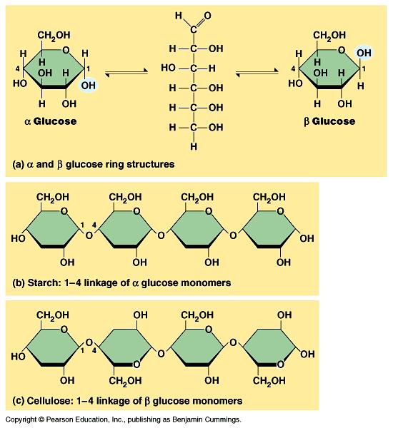 Polysaccharide diversity Molecular structure determines function in starch