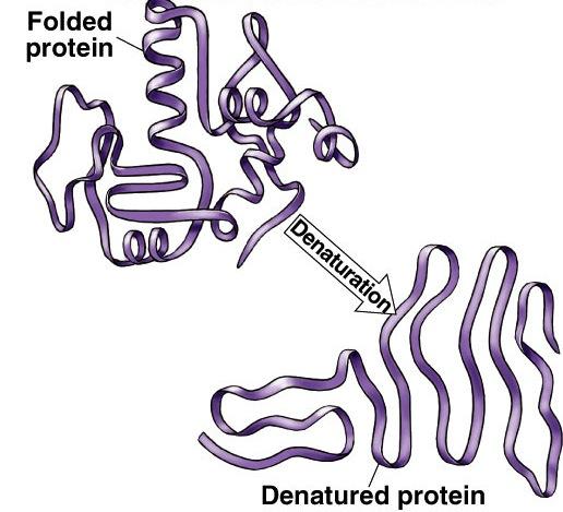 Protein denaturation Unfolding a protein u conditions that disrupt bonds, ionic bonds, disulfide bridges temperature p salinity u alter 2 & 3 structure thus,