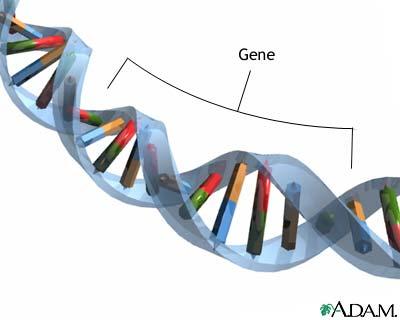 Nucleic Acids Examples: u RNA (ribonucleic acid) single helix u DNA