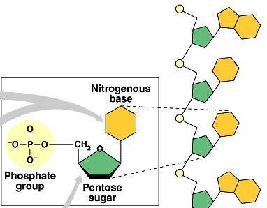 Nucleotides 3 parts u nitrogen base (C-N ring) u