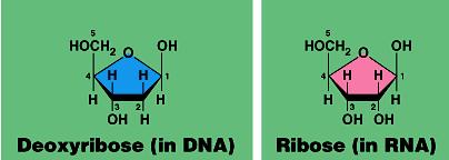 DNA u phosphate (PO 4 ) group Nitrogen base I m