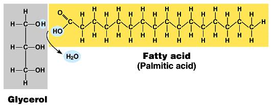 Fats Structure: u glycerol (3C alcohol) + fatty acid fatty acid = long
