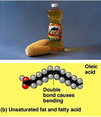 Unsaturated fats C=C double bonds in the fatty acids u