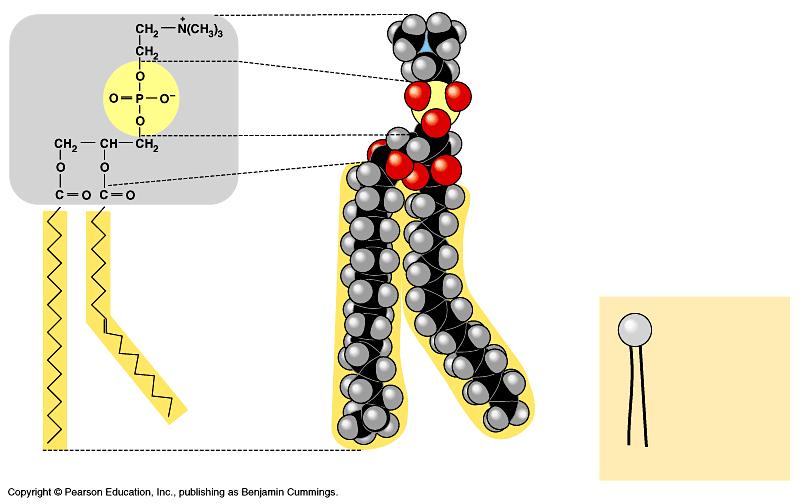 Phospholipids Structure: u glycerol + 2 fatty acids + PO 4 PO 4 = negatively charged (which