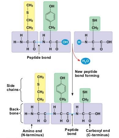Amino Acids Polymers Amino acids are used to build proteins The Polymer of an amino acid is the