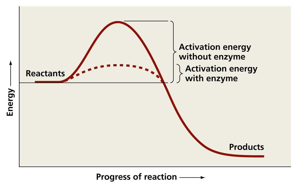 What do Enzymes do?