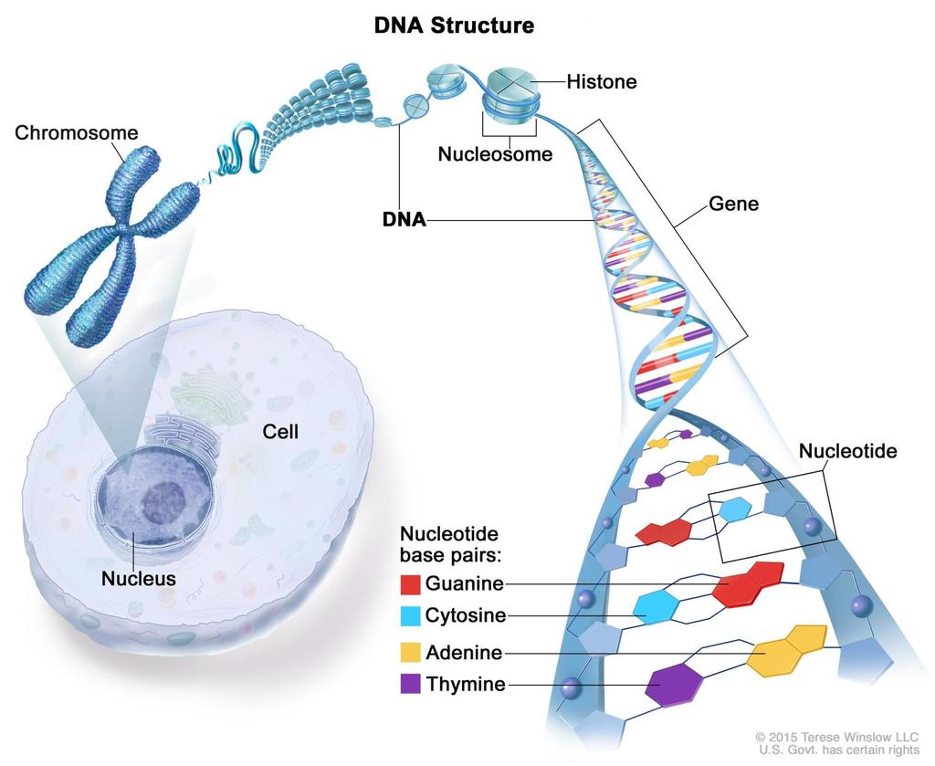 Function of Nucleic Acids Storage and